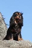 CAVALIER KING CHARLES 008